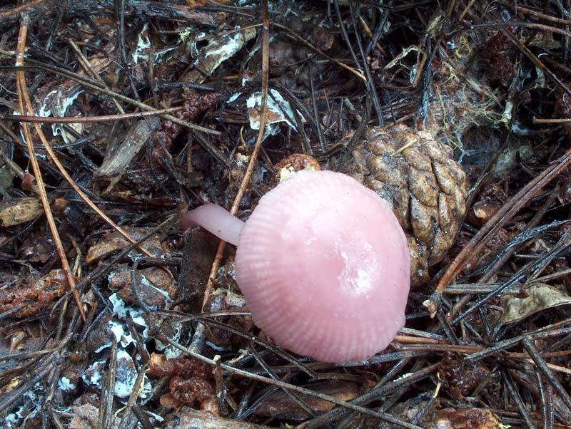 Mycena rosea